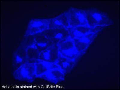 Lipophilic Carbocyanine Dyes and CellBrite Cytoplasmic Membrane Labeling Kits