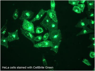 Lipophilic Carbocyanine Dyes and CellBrite Cytoplasmic Membrane Labeling Kits