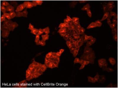 Lipophilic Carbocyanine Dyes and CellBrite Cytoplasmic Membrane Labeling Kits