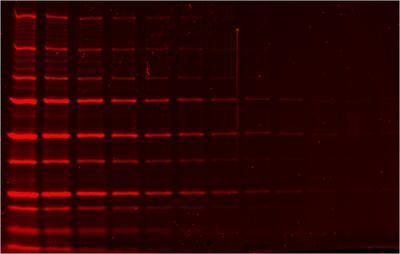 Lumitein™ Protein Gel Stain