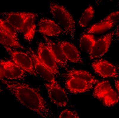 Fluorescent Mitochondrial Membrane Potential Dyes