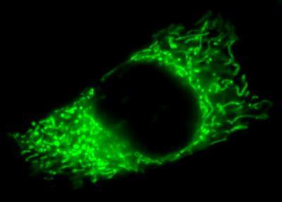 Fluorescent Mitochondrial Membrane Potential Dyes