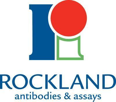 Anti-Cyclin E (Rabbit), Rockland Immunochemical