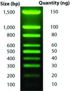 LADDER DNA 100BP DNAMARK 100LOADS