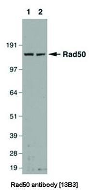 Rad50 antibody [13B3], GeneTex