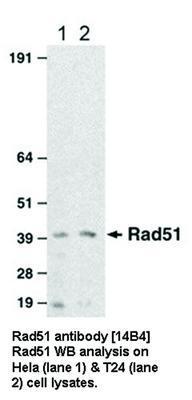 Rad51 antibody [14B4], GeneTex