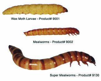 MEALWORMS LARGE (LIVE) 25/CUP