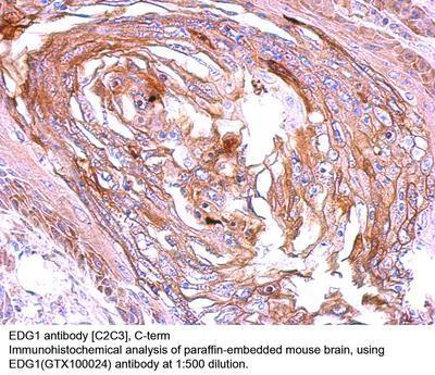 EDG1 antibody [C2C3], C-term, GeneTex