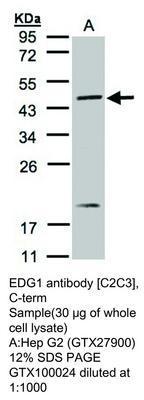 EDG1 antibody [C2C3], C-term, GeneTex