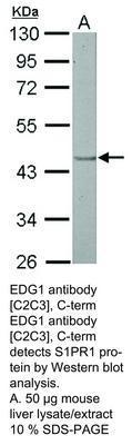 EDG1 antibody [C2C3], C-term, GeneTex