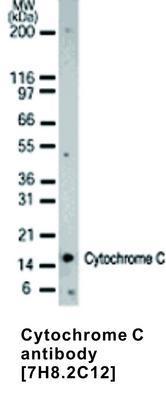 Cytochrome C antibody [7H8.2C12], GeneTex