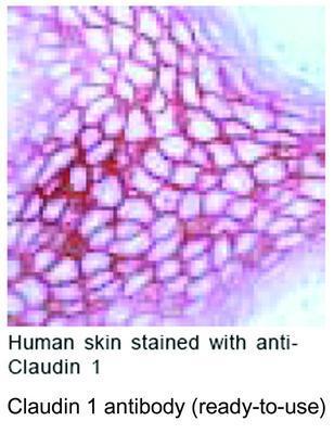 Claudin 1 antibody (ready-to-use), GeneTex