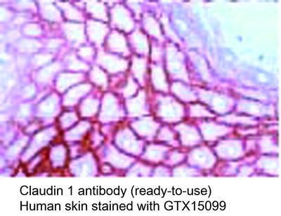 Claudin 1 antibody (ready-to-use), GeneTex