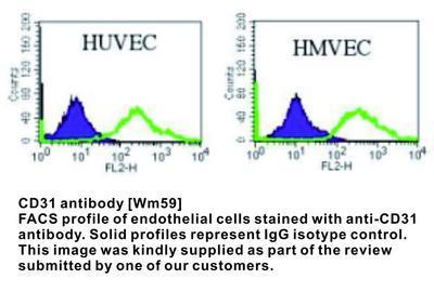 CD31 antibody [WM59], GeneTex