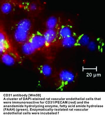 CD31 antibody [WM59], GeneTex