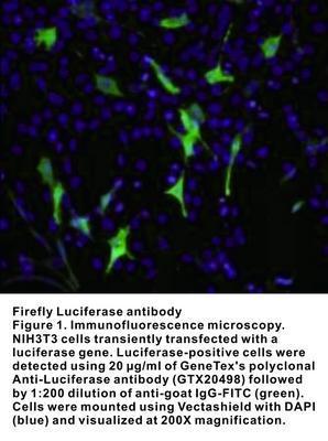 Firefly Luciferase antibody - 1mg, GeneTex