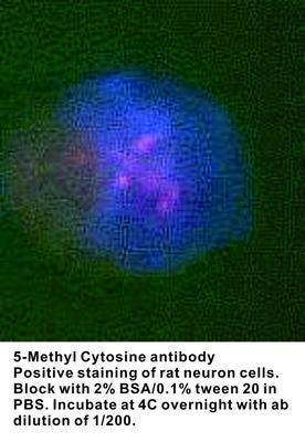 5-Methyl Cytosine antibody, GeneTex