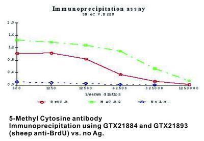 5-Methyl Cytosine antibody, GeneTex