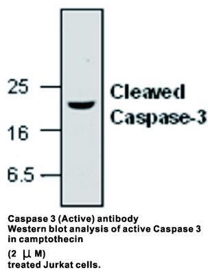 Caspase 3 (Active) antibody, GeneTex