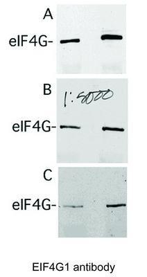 EIF4G1 antibody, GeneTex