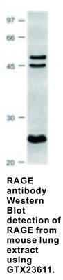 RAGE antibody - 100µg, GeneTex