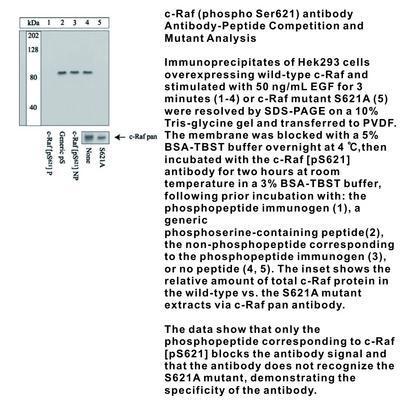 c-Raf (phospho Ser621) antibody, GeneTex