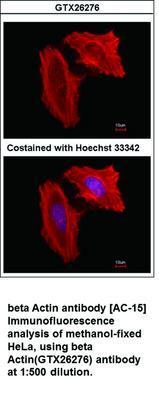 beta Actin antibody [AC-15], GeneTex