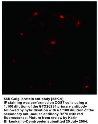 58K Golgi protein antibody [58K-9], GeneTex