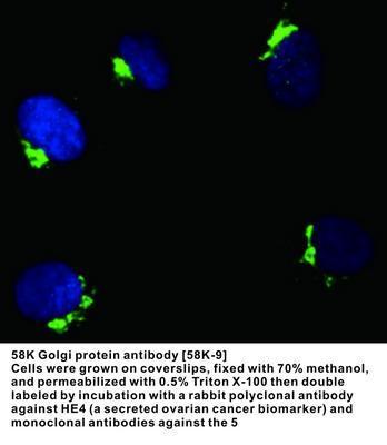 58K Golgi protein antibody [58K-9], GeneTex