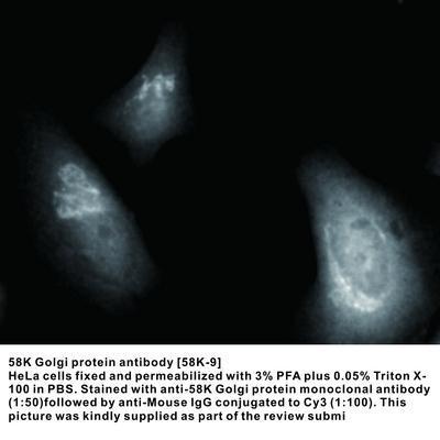 58K Golgi protein antibody [58K-9], GeneTex