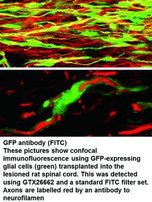 GFP antibody (FITC), GeneTex