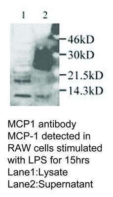 MCP1 antibody, GeneTex