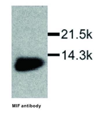 MIF antibody, GeneTex