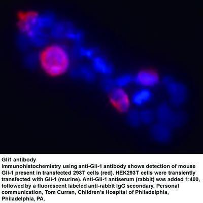 Gli1 antibody, GeneTex