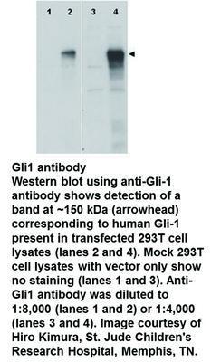 Gli1 antibody, GeneTex