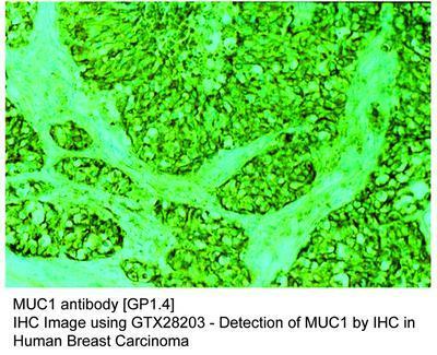 MUC1 antibody [GP1.4], GeneTex