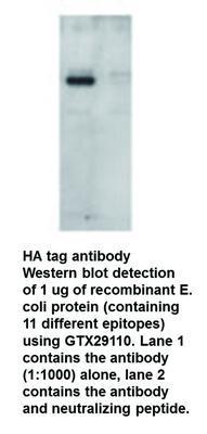 HA tag antibody - 100µg, GeneTex