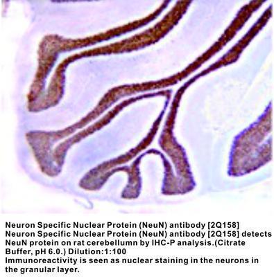 Neuron Specific Nuclear Protein (NeuN) antibody [2Q158], GeneTex