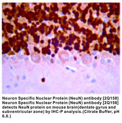 Neuron Specific Nuclear Protein (NeuN) antibody [2Q158], GeneTex