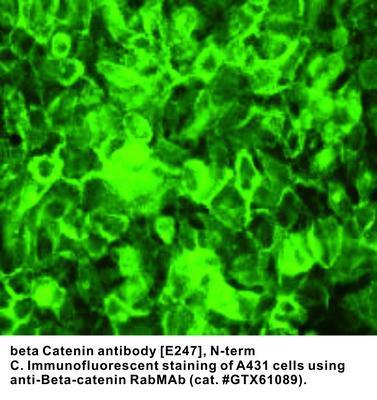 beta Catenin antibody [E247], N-term, GeneTex