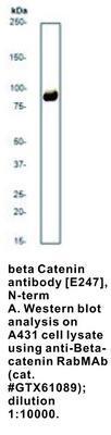 beta Catenin antibody [E247], N-term, GeneTex