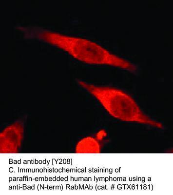 Bad antibody [Y208], GeneTex