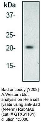 Bad antibody [Y208], GeneTex