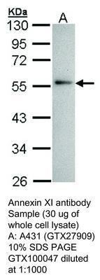 Annexin XI antibody, GeneTex