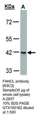 FANCL antibody [N3C3], GeneTex