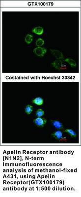 Apelin Receptor antibody [N1N2], N-term, GeneTex