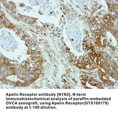 Apelin Receptor antibody [N1N2], N-term, GeneTex