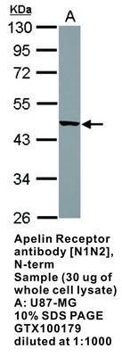 Apelin Receptor antibody [N1N2], N-term, GeneTex