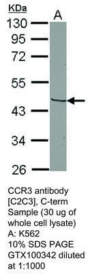 CCR3 antibody [C2C3], C-term, GeneTex