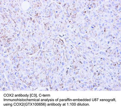 COX2 antibody [C3], C-term, GeneTex